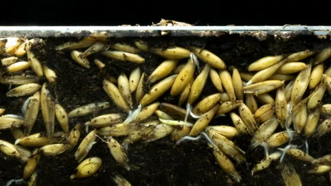 The development of roots and their growth from oat grains and the growth of Stock Footage 127168437