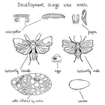 Development stage wax moth Stock Illustration
