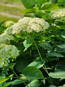 Development of white inflorescences on a garden hydrangea 스톡 사진