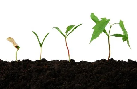 Development of a young tree Stock Photos