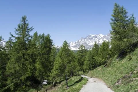 Devero alp, mountain path through tre forest Stock Photos
