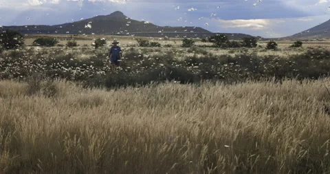 Devestated farmer walking through millions brown locust swarms, climate change Vídeo Stock 171376576