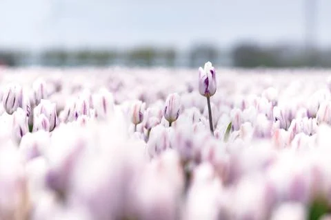 Deviant tulip over other flowers in a field Stock Photos