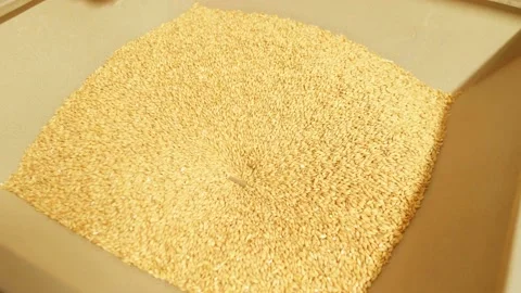 The device crushes malt grains Stock Footage 158266427