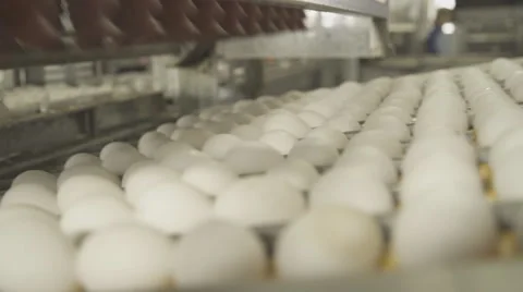 A device for transferring eggs using suction cups closeup Video stock 64267859