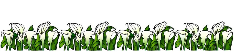 Devider - Calla lilies with large green leaves - vector full color picture. イラスト素材