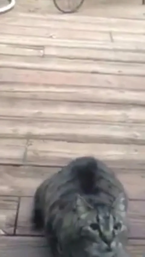 Devil Cat Stock Footage 272943379