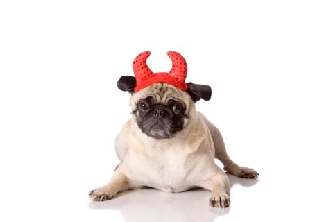 Devil dog Foto stock