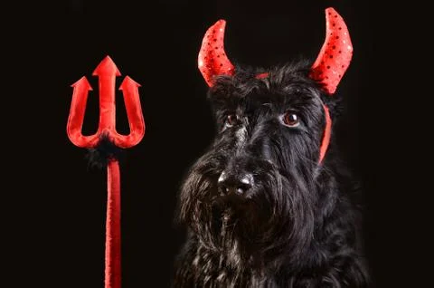 Devil dog Stock Photos