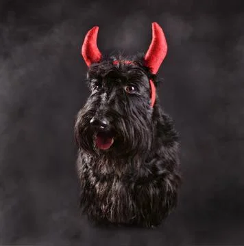 Devil dog 스톡 사진