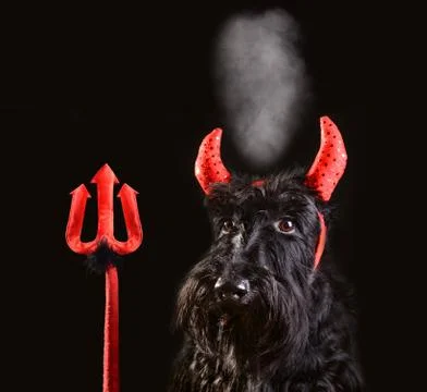 Devil dog Stock Photos
