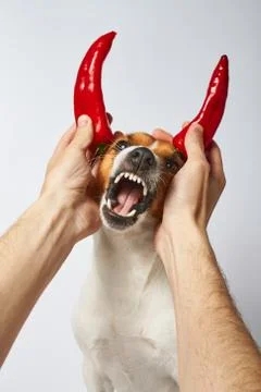 Devil dog Stock Photos