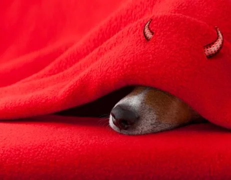 Devil dog sleeping  for halloween Stock Photos