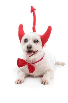 Devil Dog A white dog lying down with red devil horns, bow tie and tail Co... Stock Photos