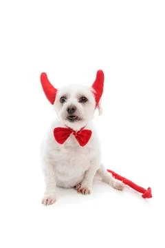 Devil Dog A white maltese terrier dog showing teeth and wearing red devil ... Stock Photos