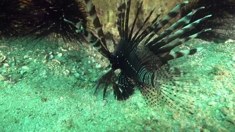 Devil firefish (Common lionfish) Pterois miles in Fujairah Vidéo 82149722