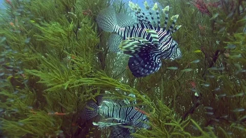 Devil firefish (Common lionfish) (Pterois miles) in soft green coral Stock Footage 91160348