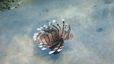 Devil firefish / Common Lionfish (Pterois miles) Stock Photos