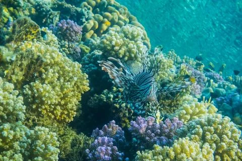 Devil firefish hovering over colorful corals in the red sea Stock Photos