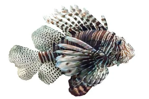 Devil firefish isolated on white background. Pterois miles tropical fish cu.. Stock Photos