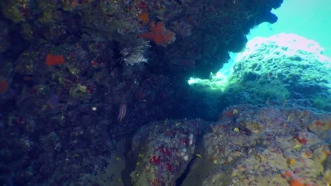 Devil Firefish in the Mediterranean sea. Stock Footage 156322970