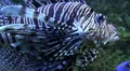 Devil firefish Pterois miles close up in coral reef aquarium HD Footage