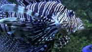 Devil Firefish Pterois Miles Close Up In Coral Reef Aquarium Stock Footage