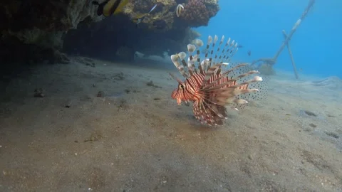 Devil firefish (Pterois miles). Common lionfish in the Red  Sea Stock Footage 301472272