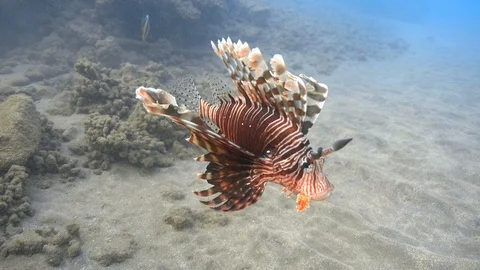 Devil firefish (Pterois miles) in the lagoon, Red sea Video stock 88785267