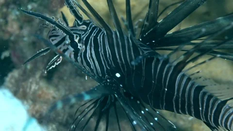 Devil firefish (Pterois miles) in the night on the sand Stock-Footage 97766268