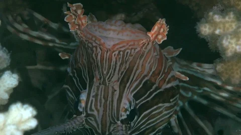 Devil firefish (Pterois miles) in the night on the sand Stock-Footage 97825799