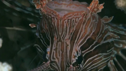 Devil firefish (Pterois miles) in the night on the sand Stock Footage 97825914