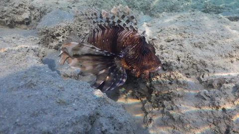 Devil firefish (Pterois miles) in the reef flat, Red sea Stock Footage 97751127