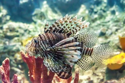 Devil firefish swimming in deep ocean. Pterois miles tropical fish, side view Foto stock