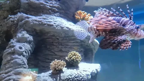 Devil Fish Stock Footage 198156165