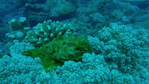 The Devil Fish Hidden Among Deadly Corals Stock Footage 332783365