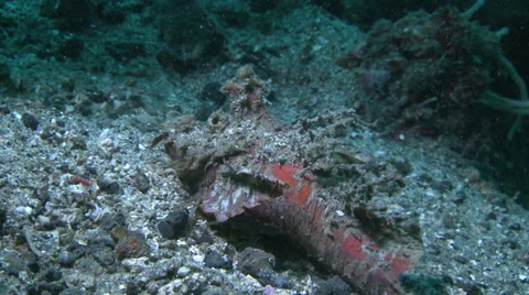 Devil fish walking on the bottom - TWO CLIPS IN ONE!  Stock Footage 31752468