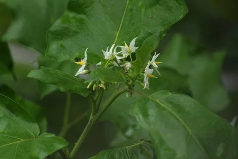 Devil Flower Stock Photos