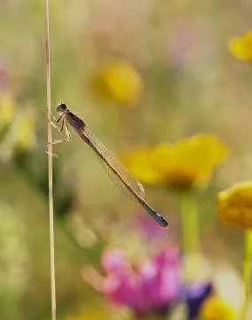 Devil horse profile macro Stock Photos