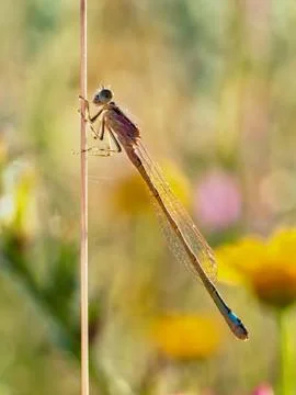 Devil horse profile macro Stock Photos