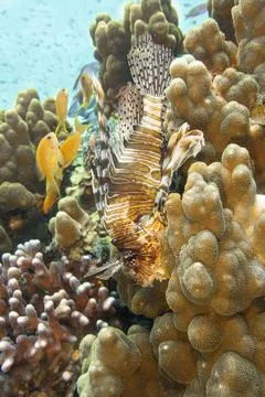 Devil lionfish resting Stock Photos