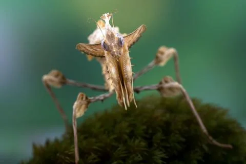 The devil mantis stood on a rock covered with moss Stock Photos