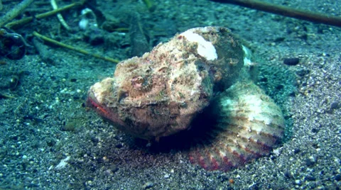 Devil or Humpback scorpionfish (Scorpaenopsis diabolus) Stock Footage 34846874