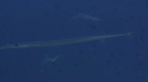 Devil Ray and Cornetfish Stock Footage 56843889