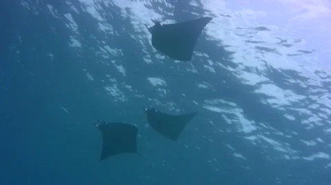Devil ray (Mobula sp.) silhouette Stock Footage 6929611