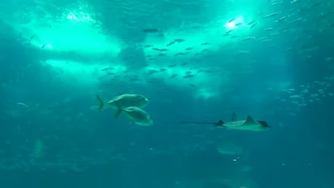 Devil Ray, sharks and multiple fish underwater in an aquarium, simulating Stock Footage 175280370