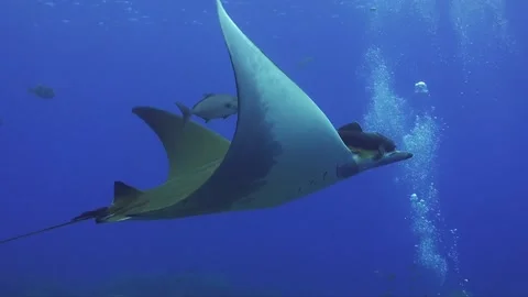 Devil ray swimming through bubbles. A sicklefin devil ray swimming through Stock Footage 144127044