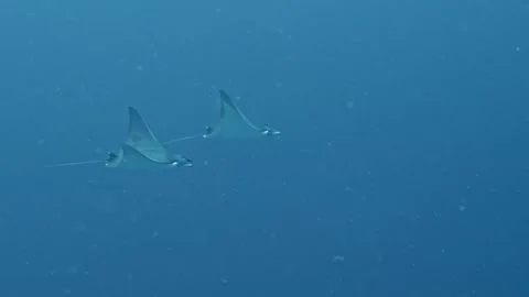 Devil rays dancing in the blue water. 動画素材 314930634