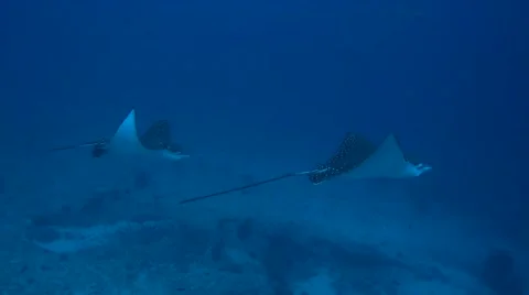Theocean Stock Footage ~ Royalty Free Stock Videos | Pond5