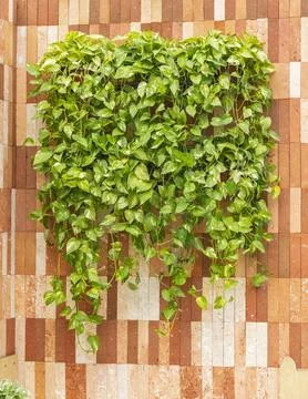 Devil s ivy decorated on brick wall Stock Photos